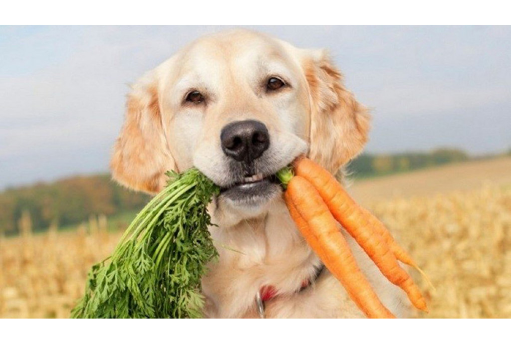 Витамины для собак - почему они так важны и какие лучше выбрать Витамины для собак - почему они так важны и какие лучше выбрать