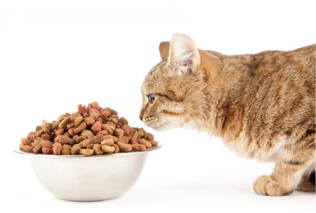 Разновидности кормов для домашних животных Разновидности кормов для домашних животных