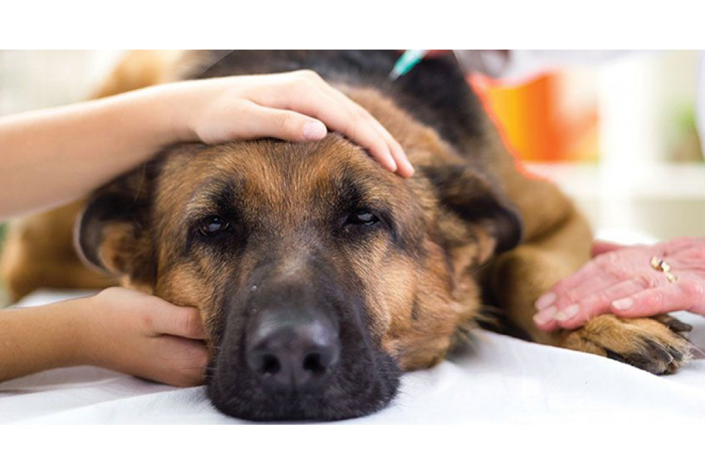 Для чего нужна вакцинация животных? Для чего нужна вакцинация животных?