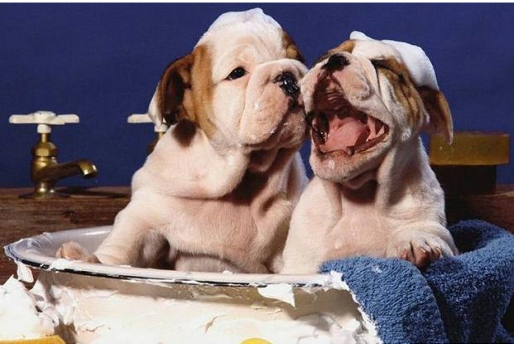 Как подготовиться к появлению щенка у вас дома Как подготовиться к появлению щенка у вас дома