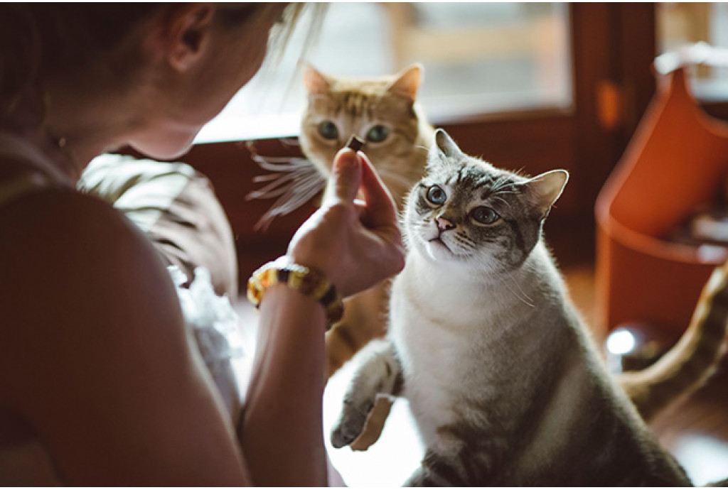 Витамины для кошек - виды и показания к применению Витамины для кошек - виды и показания к применению