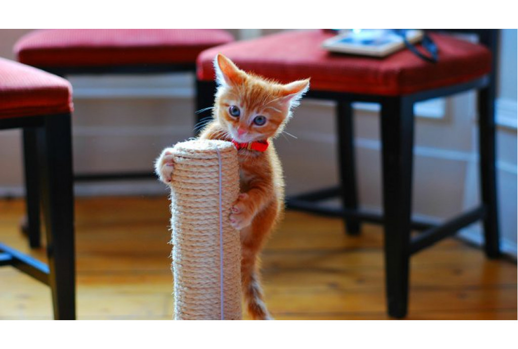 Как подготовиться к появлению котенка у вас дома Как подготовиться к появлению котенка у вас дома