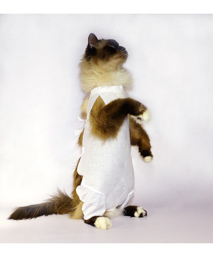 Попона послеоперационная для кошек со штанишками №2 OSSO (длина спины, см 22-25)